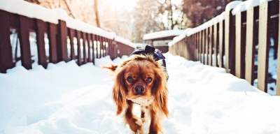keep your pets away from any water on the floor